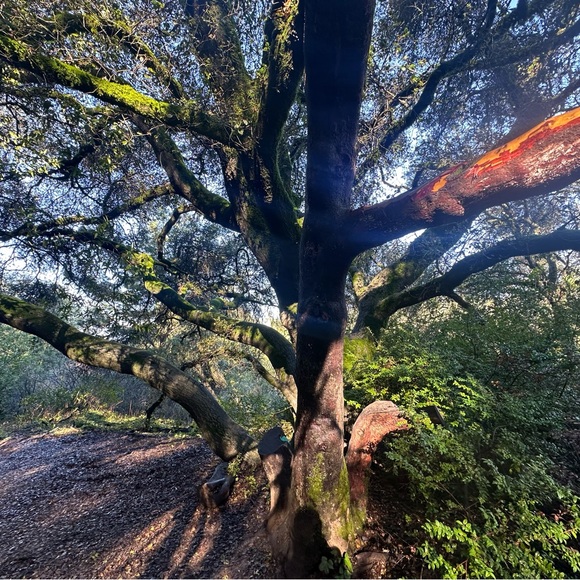 Meet your Posher, Amy - Picture 1 of 1